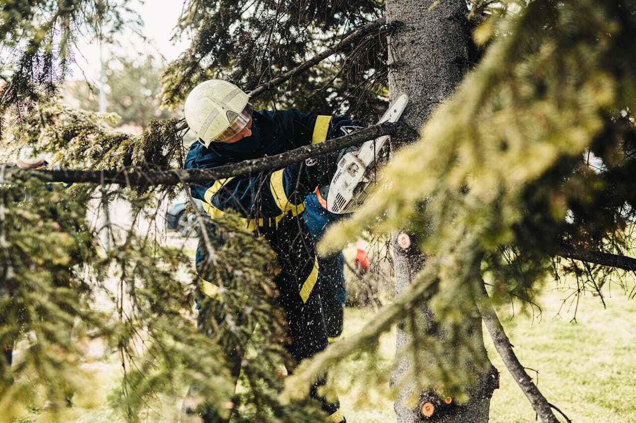 The Steps Involved in Our Tree Care Process in Ely, MN